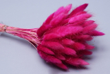 Сухоцветы Лагурус цветной фуксия