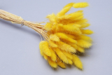 Сухоцветы Лагурус цветной желтый