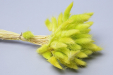Сухоцветы Лагурус цветной зеленое яблоко