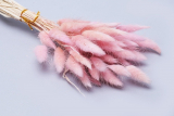 Сухоцветы Лагурус цветной нежно-розовый