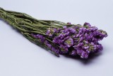 Сухоцветы Статица фиолетовая