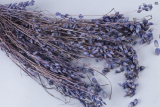 Сухоцветы Бриза максима, 50 гр., цвет синий