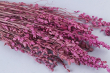 Сухоцветы Бриза максима, 50 гр., цвет бордовый