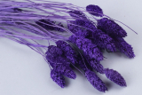 Сухоцветы Фаларис фиолетовый