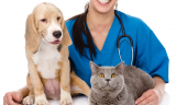Прием ветеринарного терапевта первичный