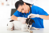 Прием ветеринарного дерматолога