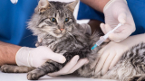 Вакцинация кошек Мультифел-4