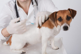 Вакцинация собак Биовак