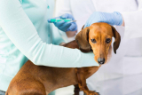 Вакцинация собак комплексная Эурикан