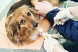 Анализ на пироплазмоз у собаки