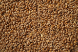 Пшеница цельная кормовая
